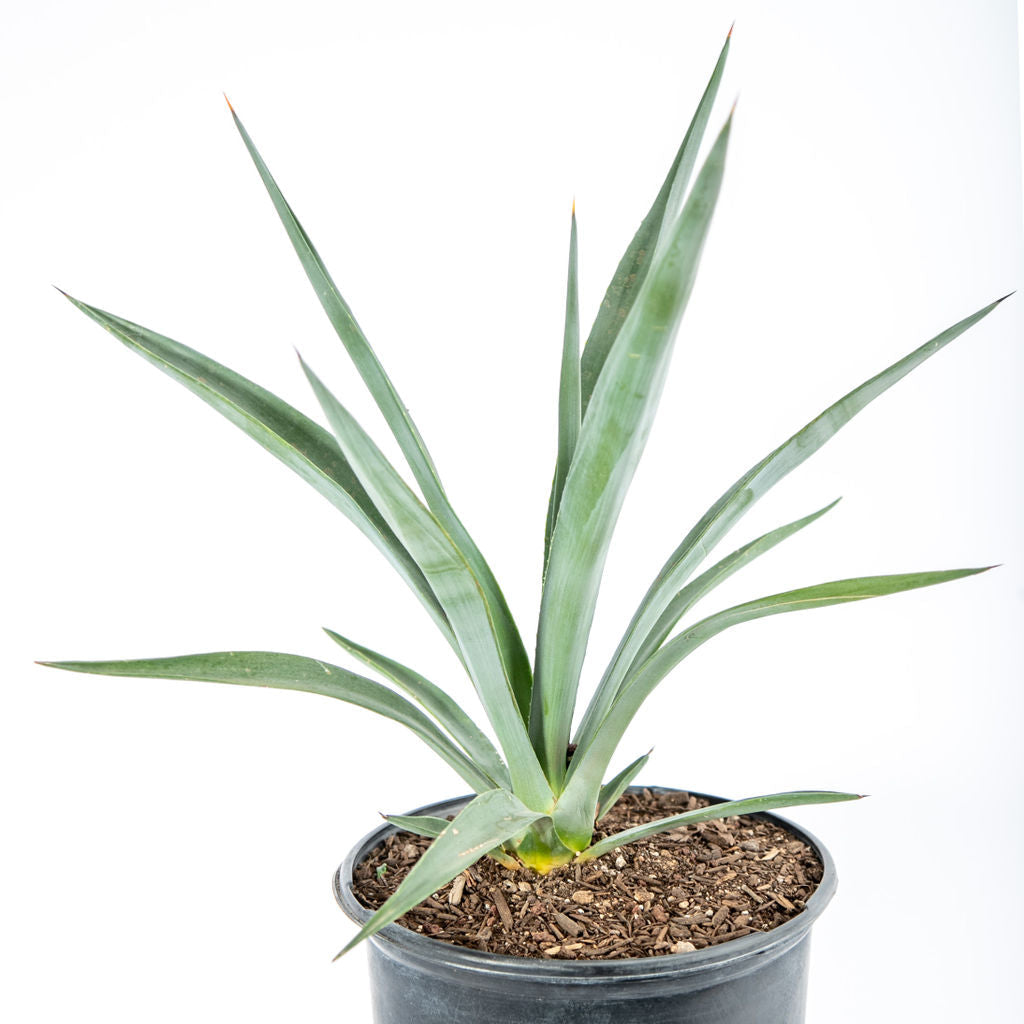 is agave an indoor plant Agave sisalana