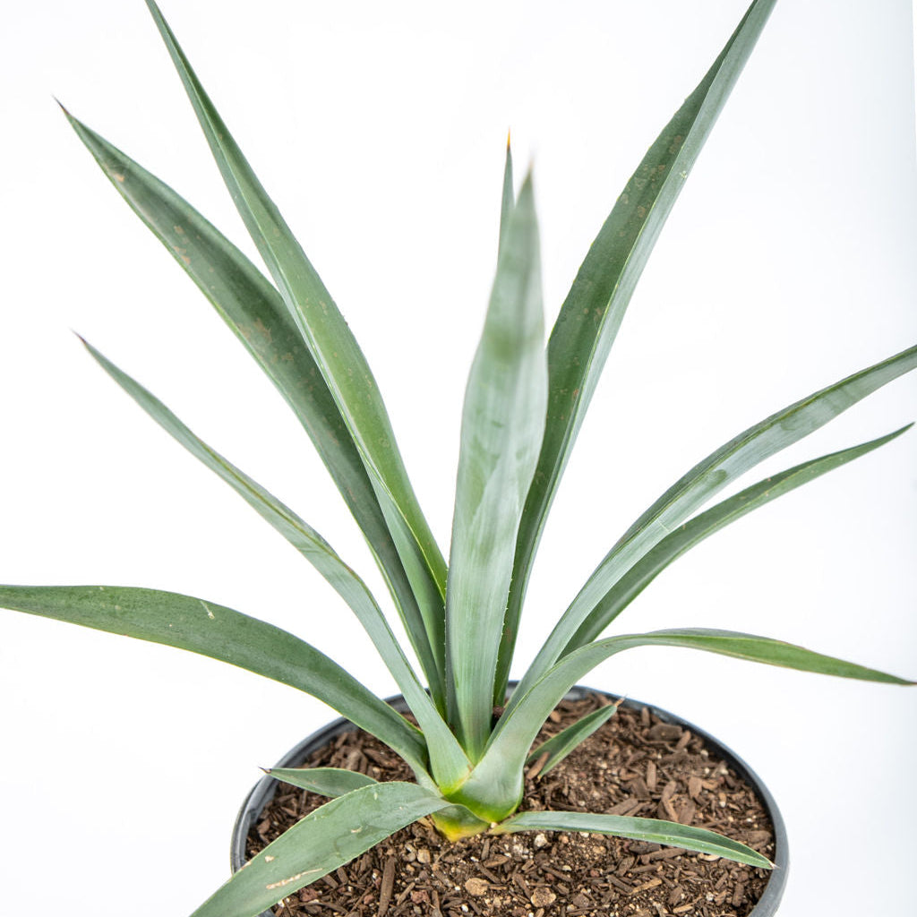 Agave sisalana - Sisal Hemp Agave  Happy Valley Plants