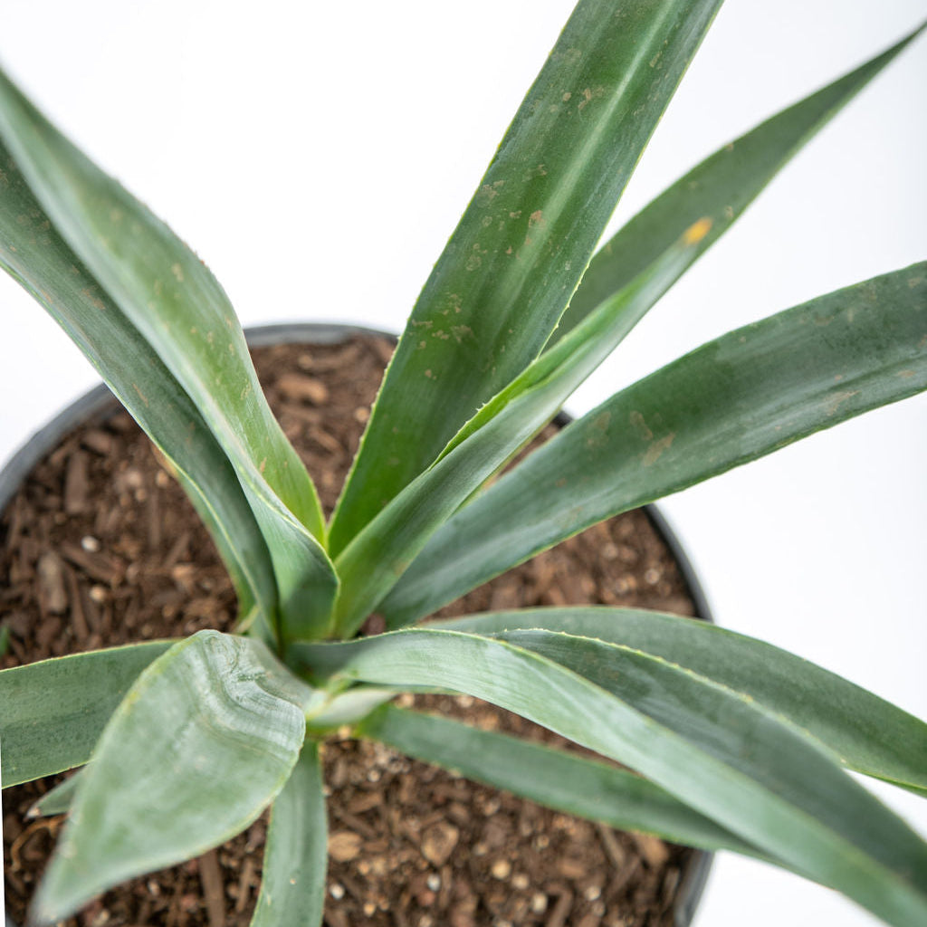 Agave sisalana