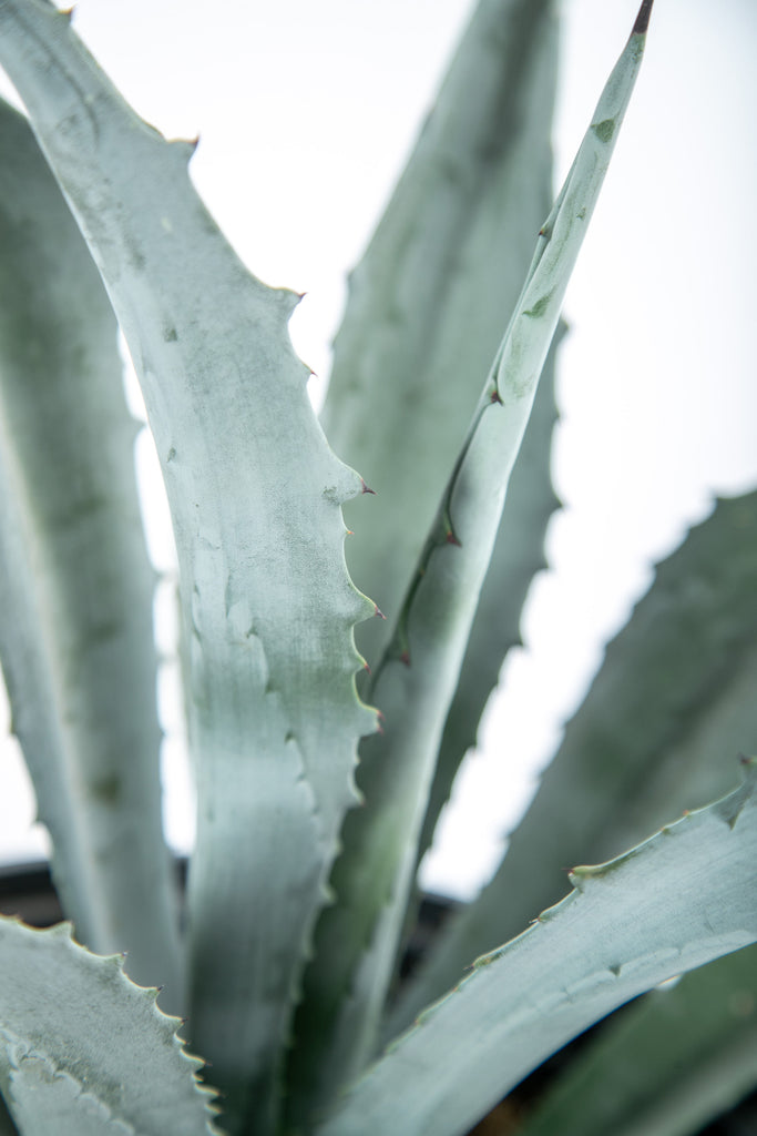 Close-up of Agave Americana, featuring its striking, sculptural form with thick, blue-green leaves radiating from a central rosette. This hardy, heat-tolerant plant is known for its dramatic presence, growing up to 6 feet tall and 8 feet wide, making it a perfect accent plant for gardens.