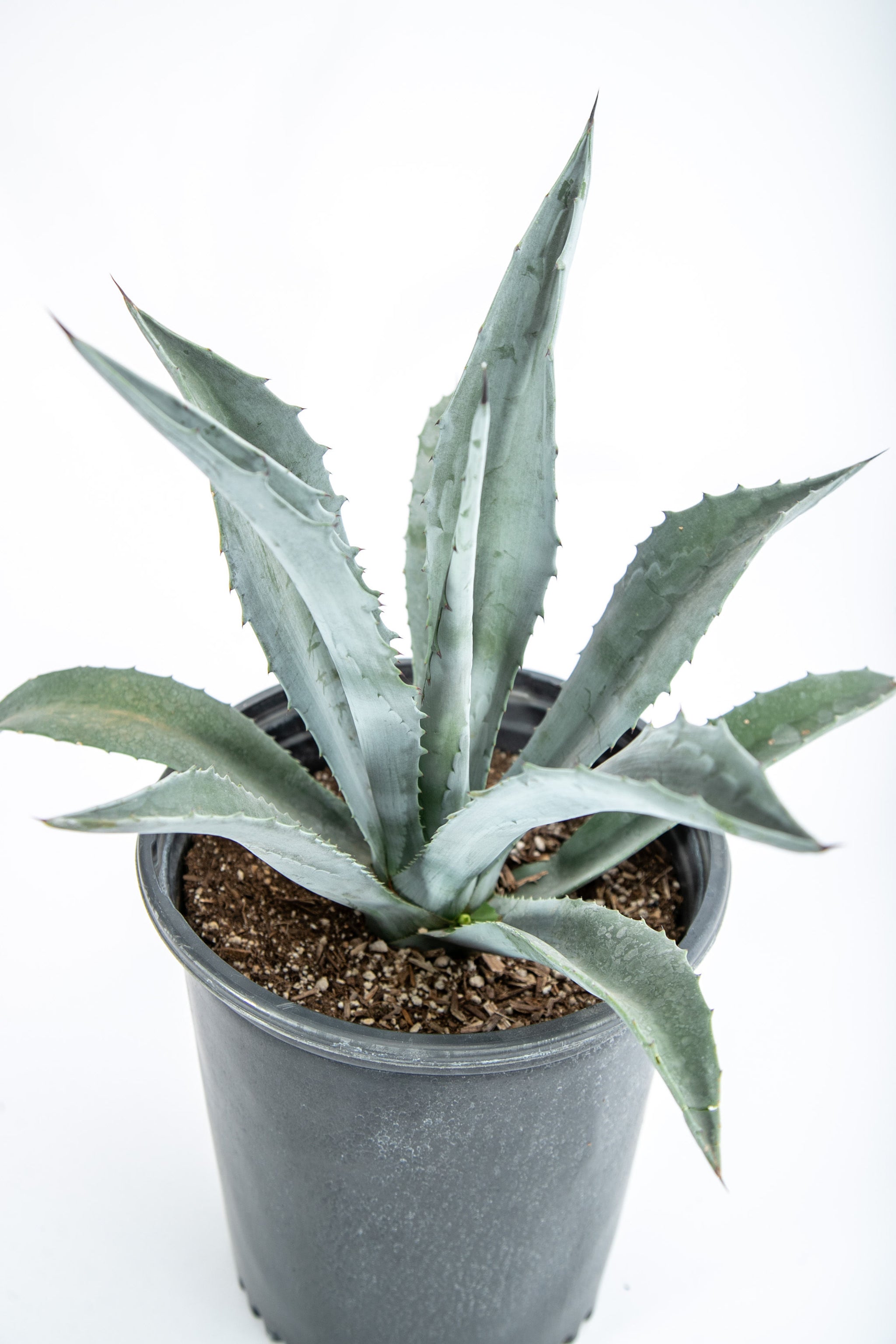 100年に1度咲く花、、、（Agave americana）　　苗木 100年に一度咲く花 | 沖縄宝島つうしん