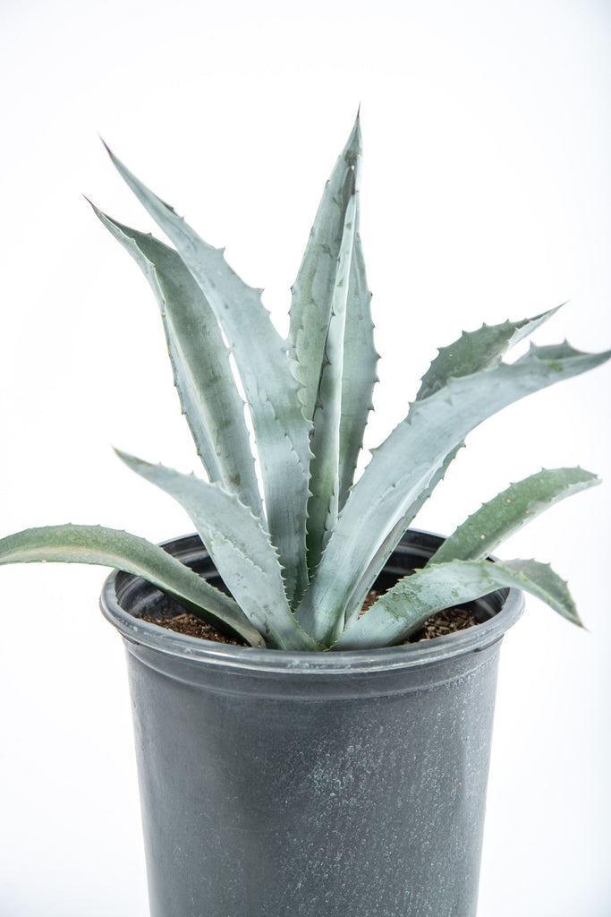 Close-up of Agave Americana, featuring its striking, sculptural form with thick, blue-green leaves radiating from a central rosette. This hardy, heat-tolerant plant is known for its dramatic presence, growing up to 6 feet tall and 8 feet wide, making it a perfect accent plant for gardens.