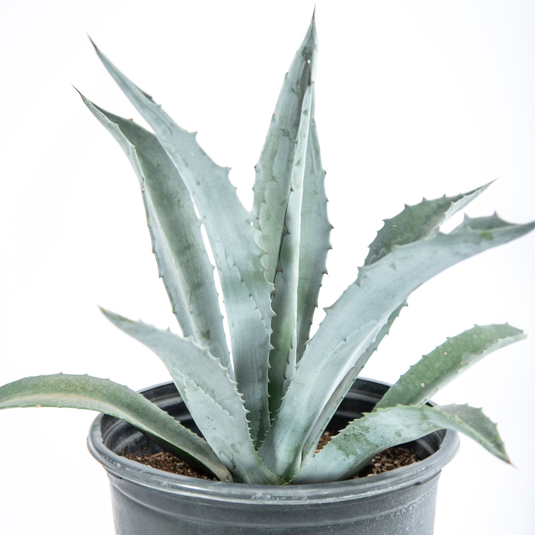 agave americana succulent Agave americana