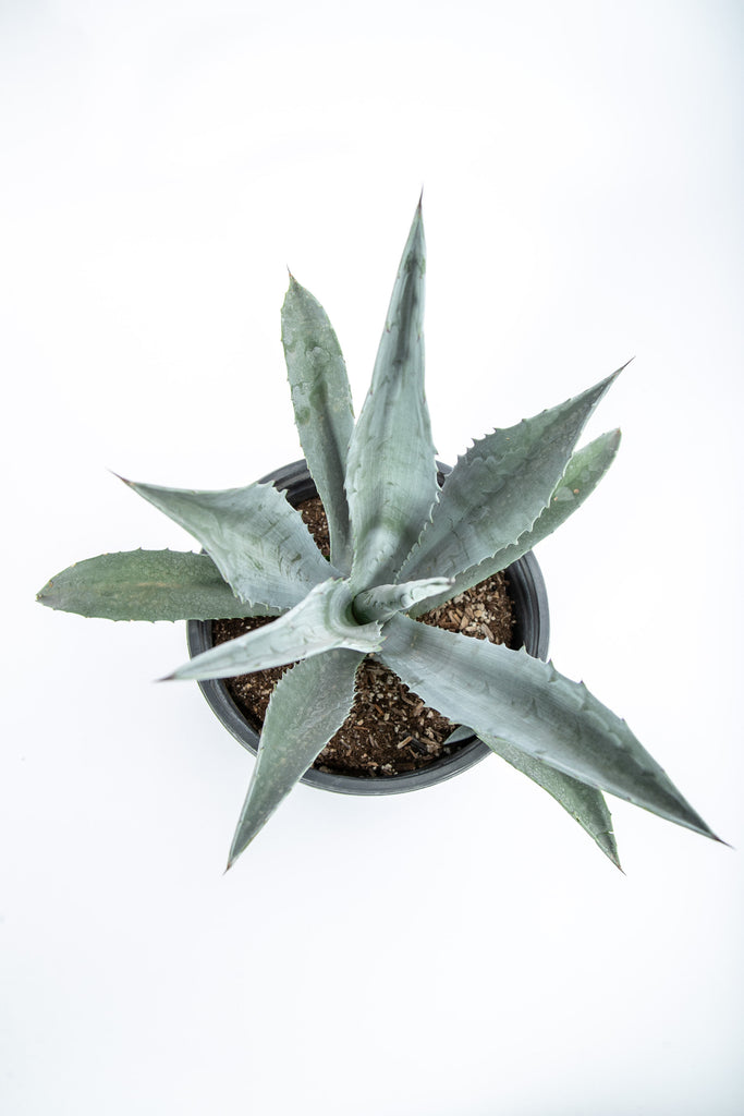 Top-down view of Agave americana, showing its large, sculptural rosette of long, thick green leaves with spiny edges. This hardy plant is known for its salt and heat tolerance, making it a striking specimen in gardens, with a mature size of 5-6 feet tall and 6-8 feet wide.