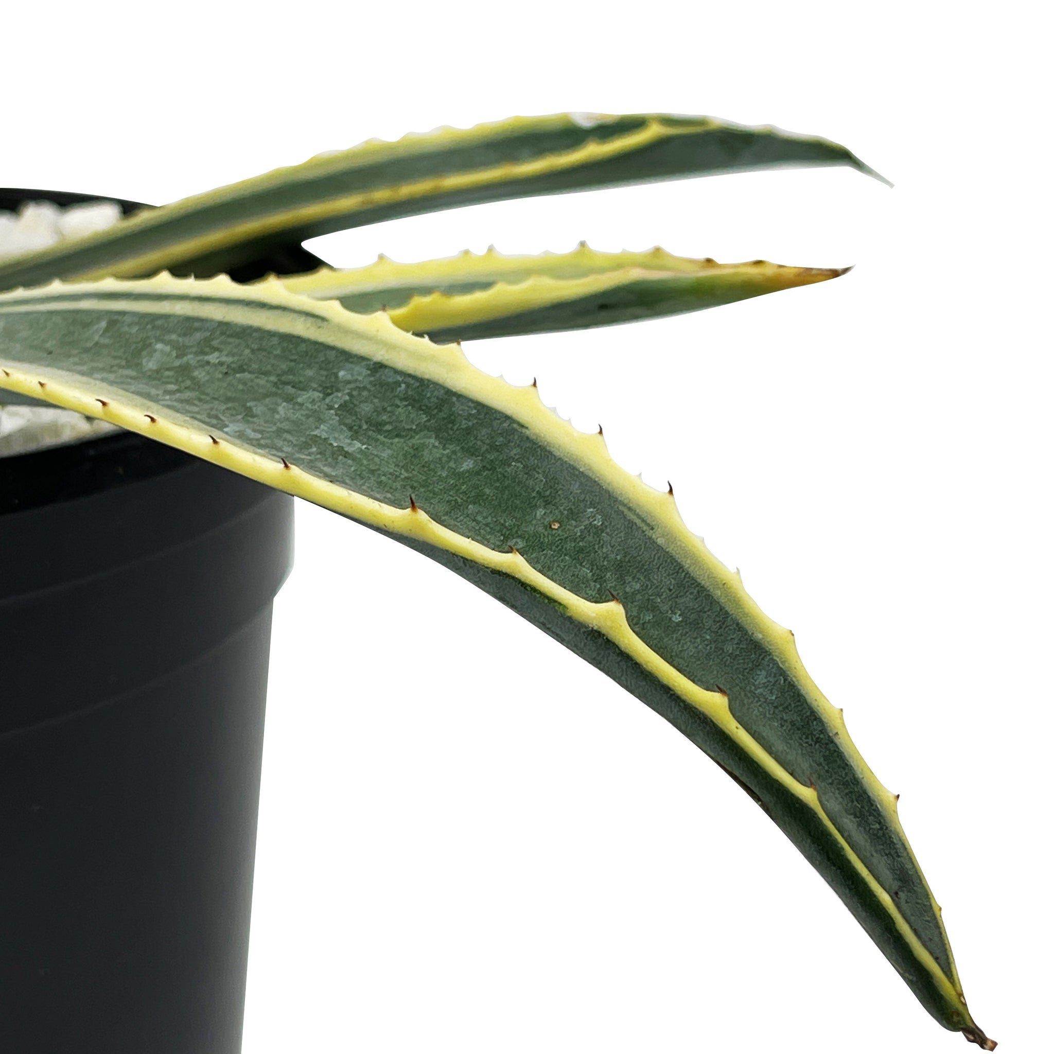 Agave americana marginata