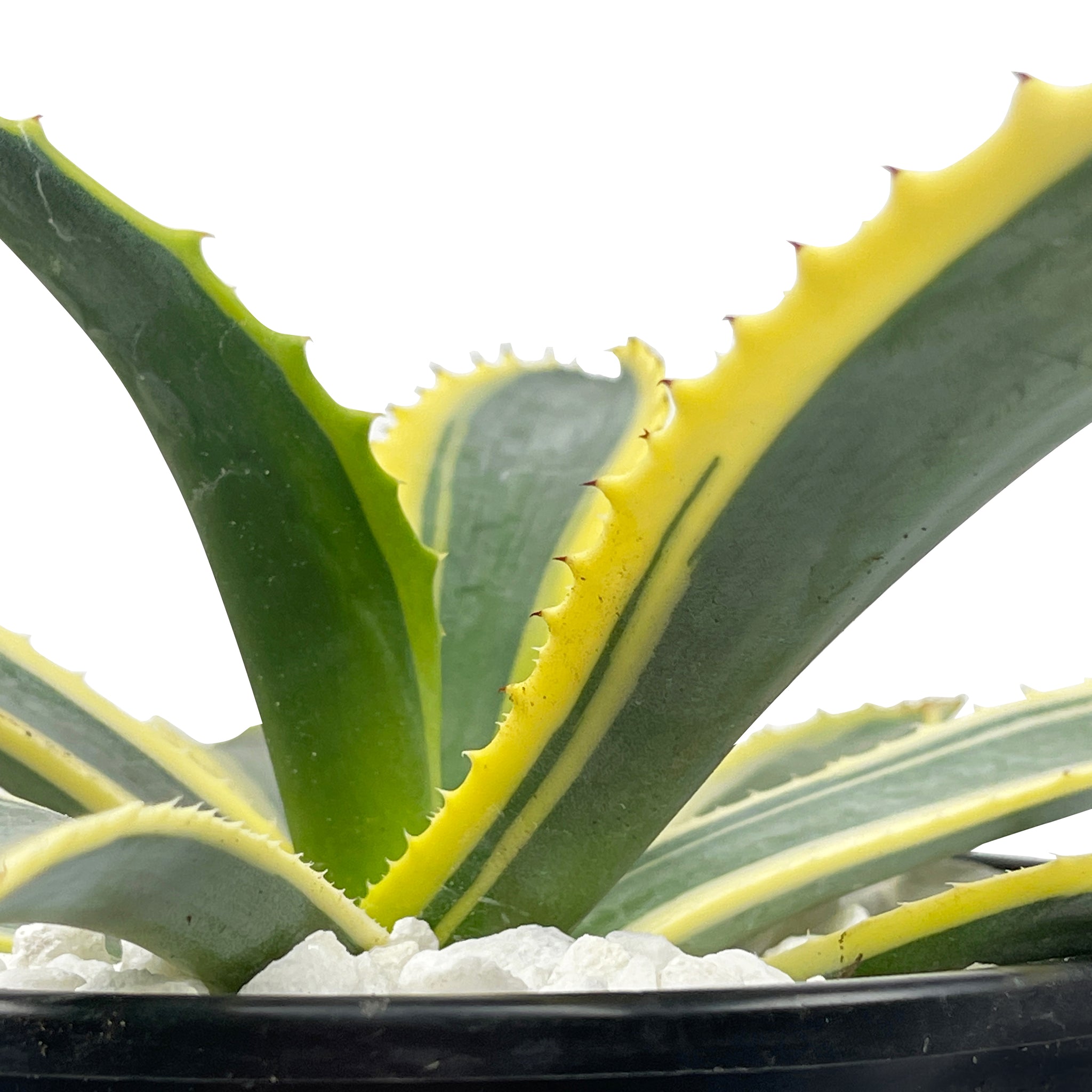 Agave americana marginata