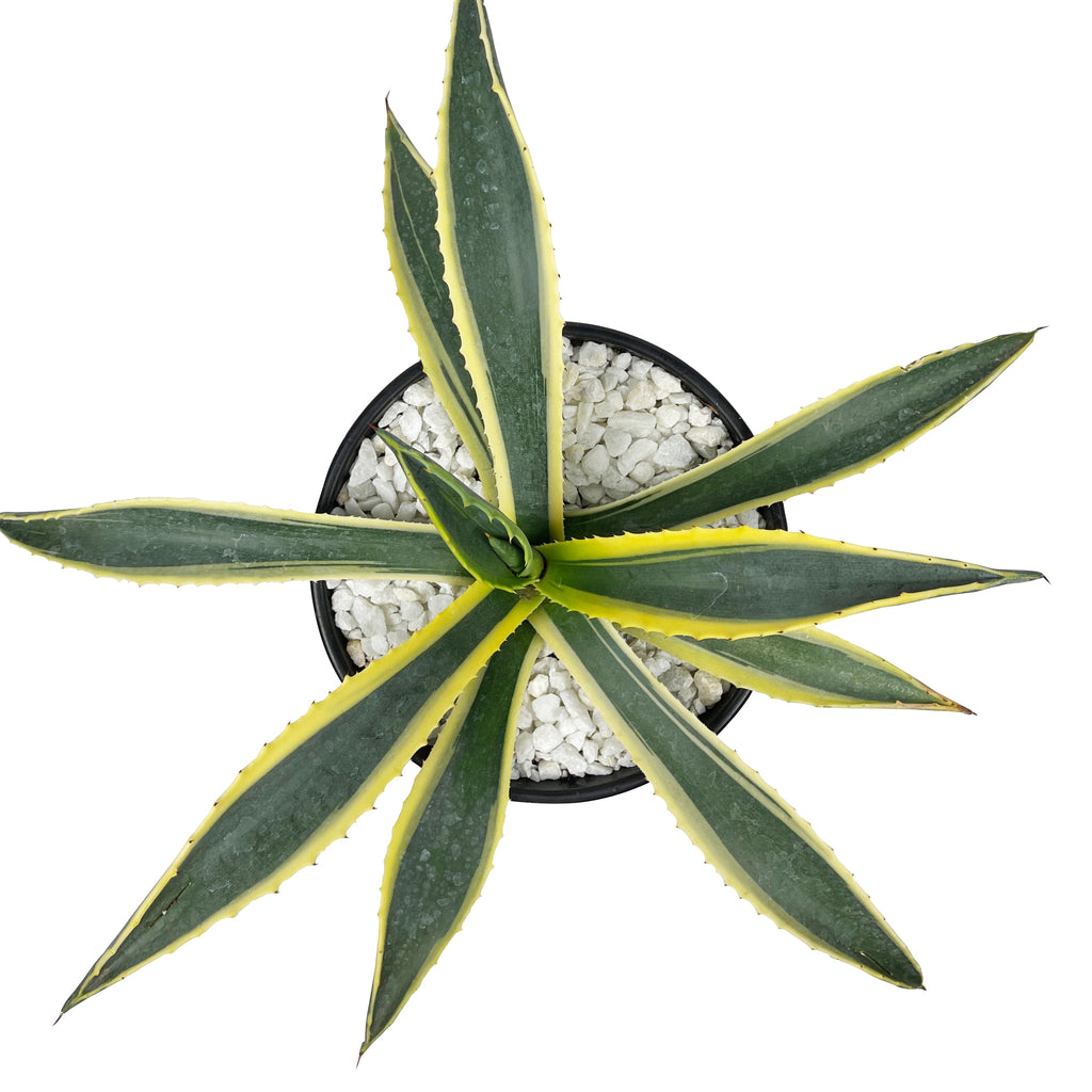 Top-down view of Agave Americana v. marginata, or Variegated Century Plant, showcasing its tall rosette of grey-green leaves with striking creamy-white longitudinal stripes. The spiny-edged leaves radiate outward, creating a bold, symmetrical pattern. This drought-tolerant agave thrives in full sun or partial shade and grows up to 5-6 feet high and 6-10 feet wide.