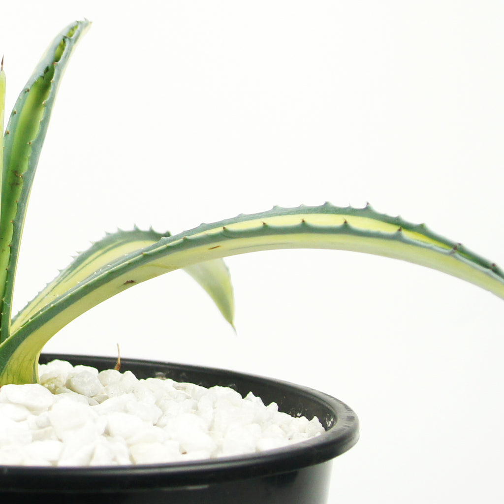 Close-up of Agave americana medio-picta 'Gold', showcasing a rosette of thick, green leaves with a striking golden stripe down the center of each leaf. The plant grows to 2-3 feet high and 3-5 feet wide, making a bold impact in gardens or as a container specimen. It thrives in full to part sun and is hardy in USDA zones 9-12.