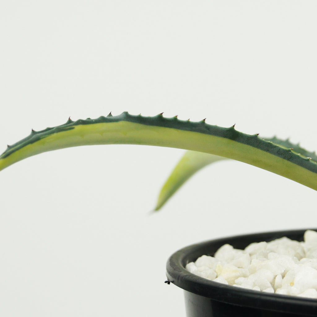 Close-up of Agave americana medio-picta 'Gold', showcasing a rosette of thick, green leaves with a striking golden stripe down the center of each leaf. The plant grows to 2-3 feet high and 3-5 feet wide, making a bold impact in gardens or as a container specimen. It thrives in full to part sun and is hardy in USDA zones 9-12.