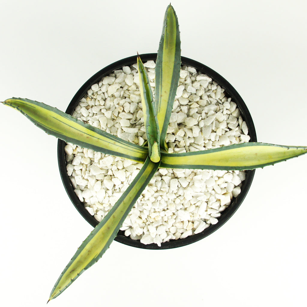 Top-down view of Agave americana medio-picta 'Gold', showcasing its compact, rosette-shaped growth. The agave features broad, fleshy leaves with a striking golden stripe running down the center of each leaf. This smaller variety of the Century Plant reaches 2-3 feet high and 3-5 feet wide, thriving in full to part sun and hardy in USDA zones 9-12.