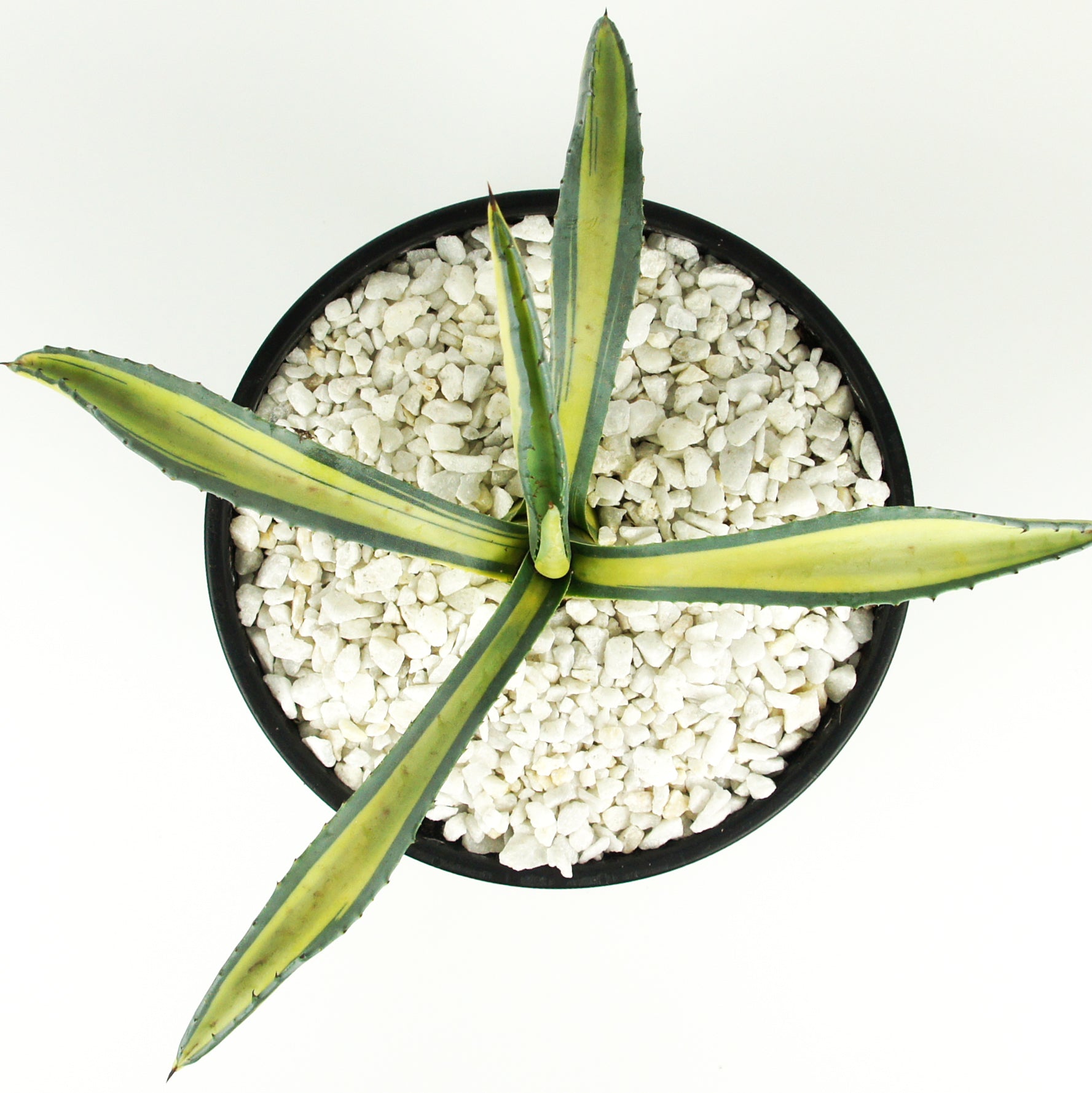 Agave americana medio-picta 'Gold' – Happy Valley Plants