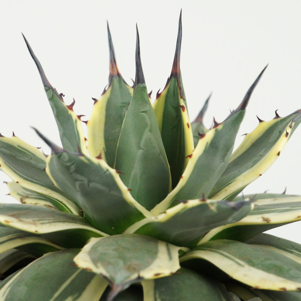 Close-up of Agave applanata 'Cream Spike,' featuring its tight rosette of creamy-white leaves with subtle green margins. The plant's spines are short and dark, accentuating its ornamental appearance. It grows to about 1 foot tall and wide, thriving in full to part sun. Hardy in USDA zones 9-11, it requires well-draining soil and minimal watering.






