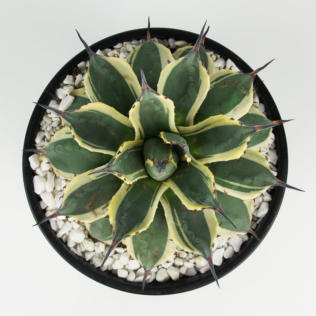 Top-down view of Agave applanata 'Cream Spike,' showcasing its compact rosette of creamy-white leaves arranged symmetrically. The plant grows to approximately 1 foot by 1 foot, thriving in full to part sun. It is drought-tolerant once established and prefers well-draining soil. Hardy in USDA zones 9-11. Protect from frost.







