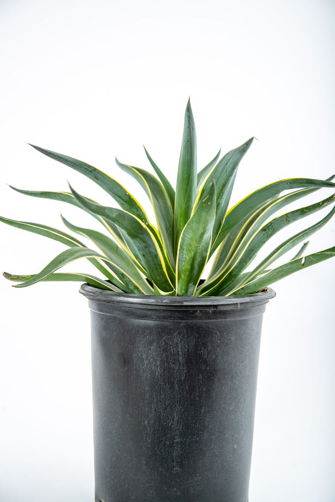 Close-up view of Agave desmettiana ‘Variegata,’ showcasing its curved leaves with bright golden edges and dark reddish-brown terminal spines. This striking variegated agave is perfect for creating bold accents in gardens or containers, thriving in full to part sun with minimal maintenance.