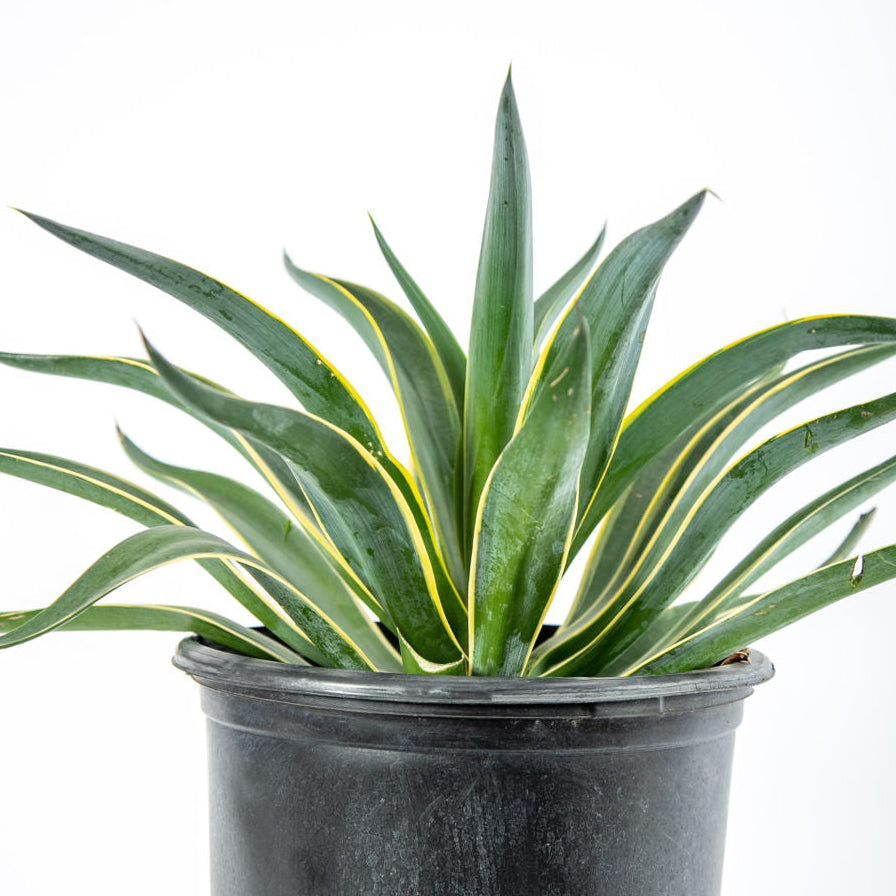 Agave desmettiana 'Variegata' - Tropical Agave Variegated  Happy Valley  Plants