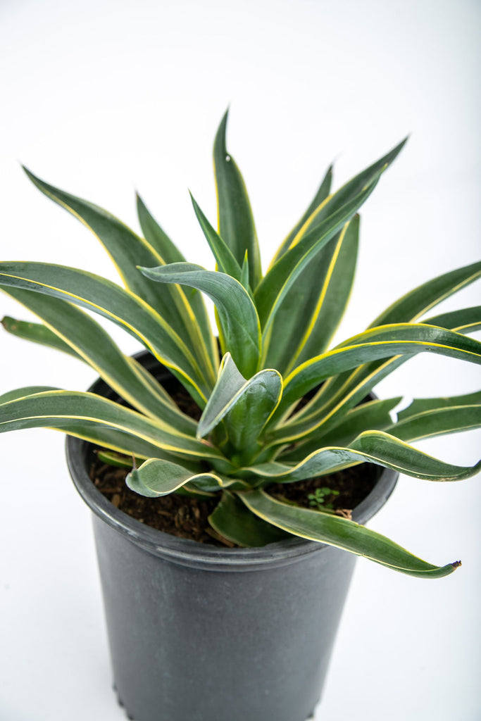 Close-up view of Agave desmettiana ‘Variegata,’ showcasing its curved leaves with bright golden edges and dark reddish-brown terminal spines. This striking variegated agave is perfect for creating bold accents in gardens or containers, thriving in full to part sun with minimal maintenance.