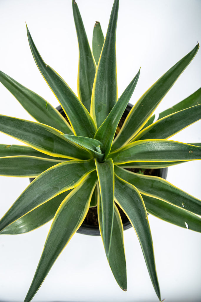 Top-down view of Agave desmettiana 'Variegata,' showing its curved leaves with bright golden edges and dark reddish-brown terminal spine. This variegated tropical agave forms a stunning rosette, ideal for low-maintenance landscapes or as a standout accent plant in full to part sun.