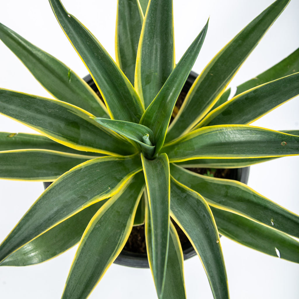 Agave desmettiana 'Variegata'