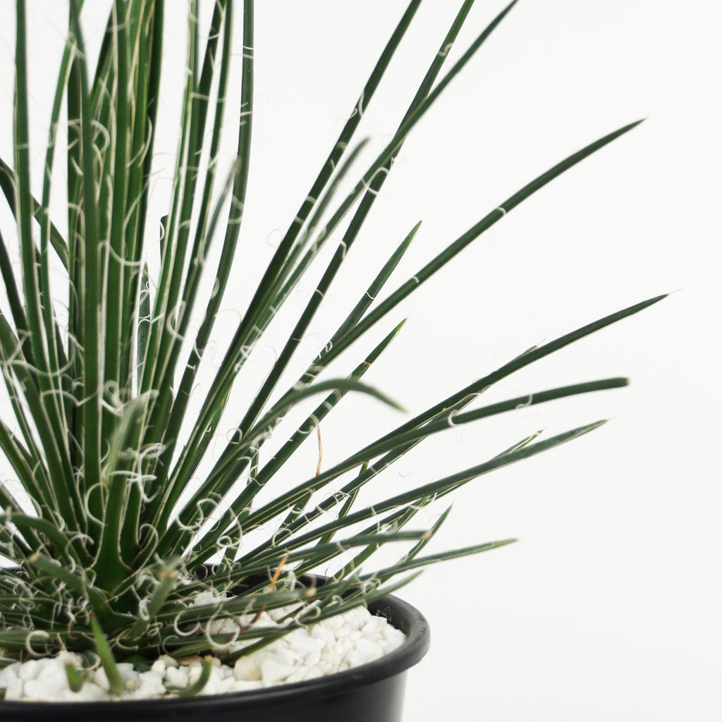 Close-up of Agave geminiflora, also known as Twin-flowered Agave, displaying its unique rosette of narrow, flexible dark green leaves. The dense, cascading leaves form a rounded shape, with the plant's characteristic unarmed, slender foliage and its potential for twin-flowered blooms rising up to 10 feet when mature.