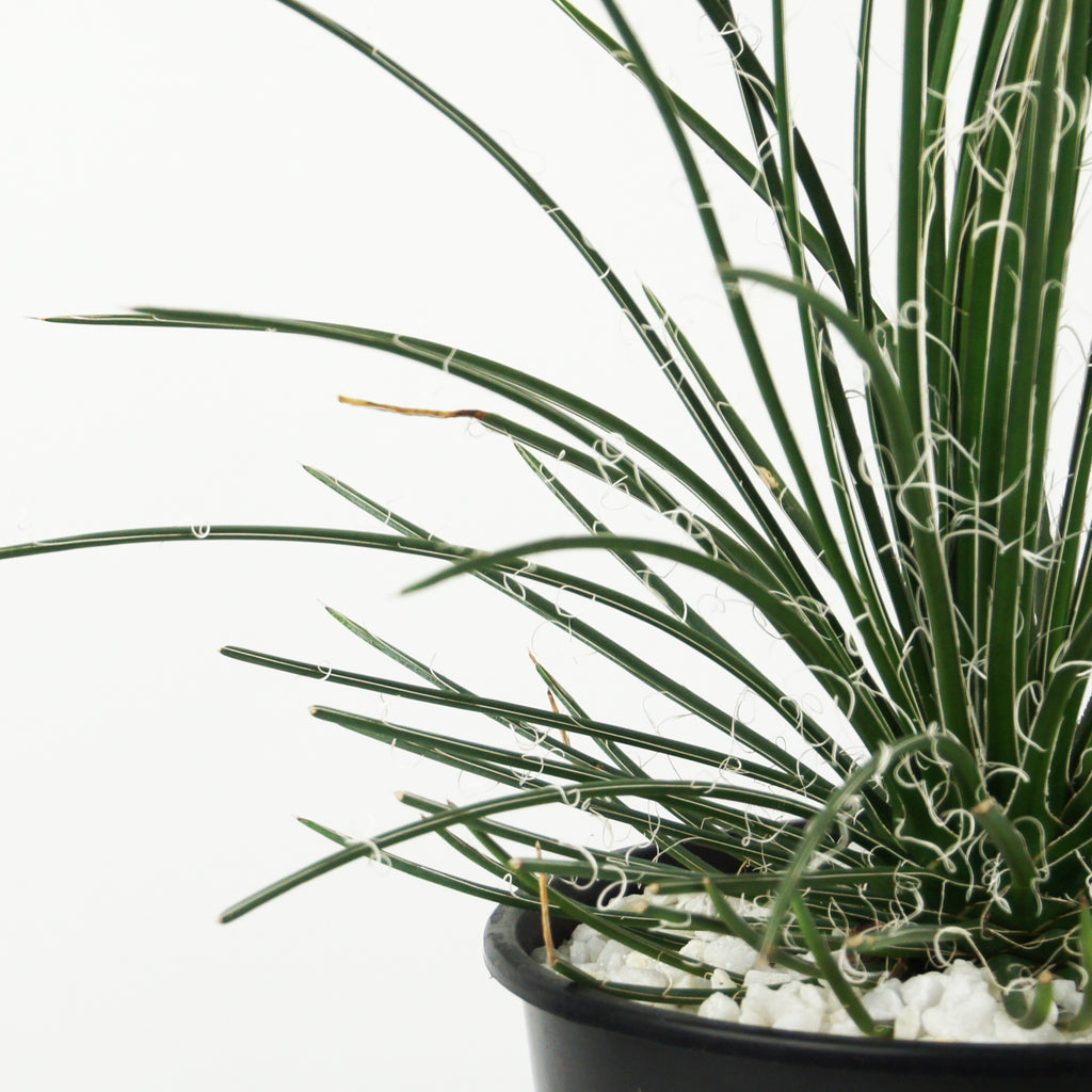 Close-up of Agave geminiflora, also known as Twin-flowered Agave, displaying its unique rosette of narrow, flexible dark green leaves. The dense, cascading leaves form a rounded shape, with the plant's characteristic unarmed, slender foliage and its potential for twin-flowered blooms rising up to 10 feet when mature.