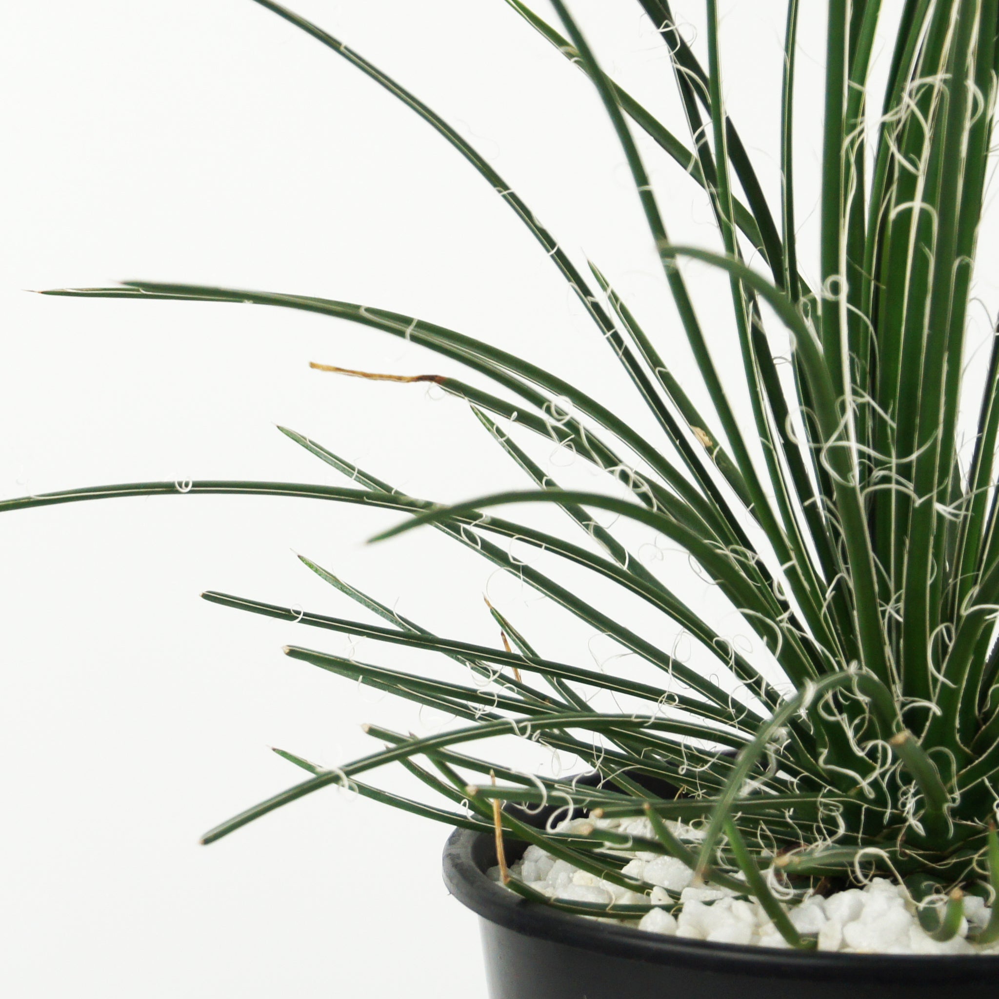 Agave geminiflora - Twin Flowered Agave – Happy Valley Plants