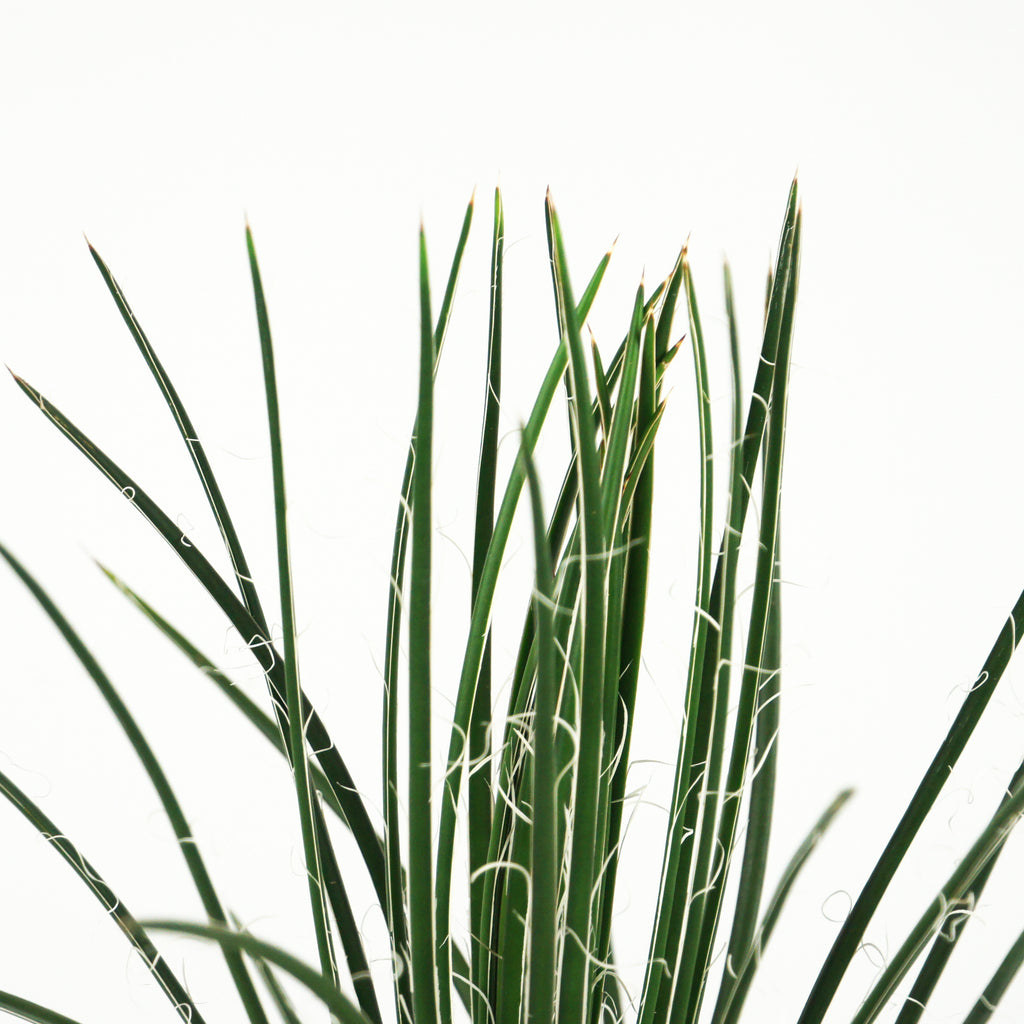 Close-up of Agave geminiflora, also known as Twin-flowered Agave, displaying its unique rosette of narrow, flexible dark green leaves. The dense, cascading leaves form a rounded shape, with the plant's characteristic unarmed, slender foliage and its potential for twin-flowered blooms rising up to 10 feet when mature.