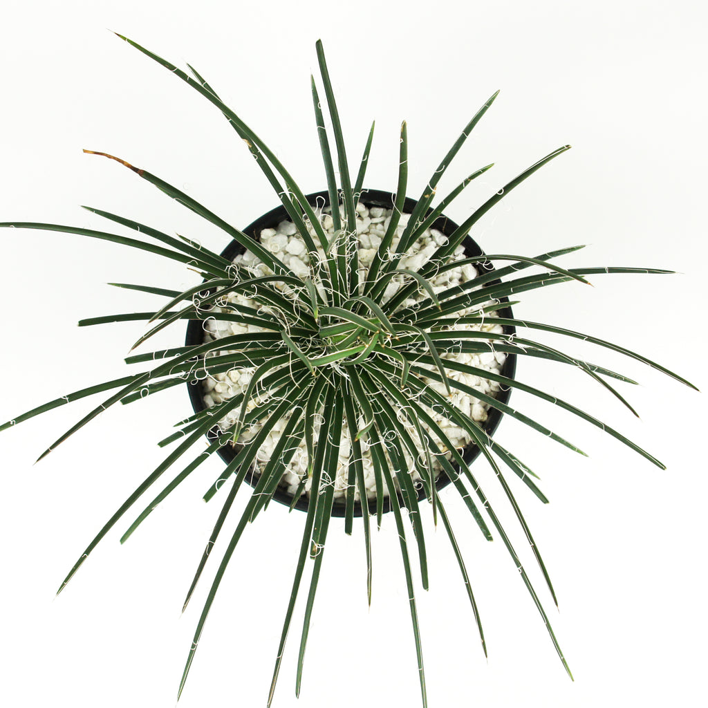 Top-down view of Agave geminiflora, also known as Twin-flowered Agave, displaying a dense rosette of narrow, dark green leaves that cascade outward. The flexible leaves form a rounded shape, with a symmetrical, lush appearance, and the plant's unique growth pattern is highlighted from above.