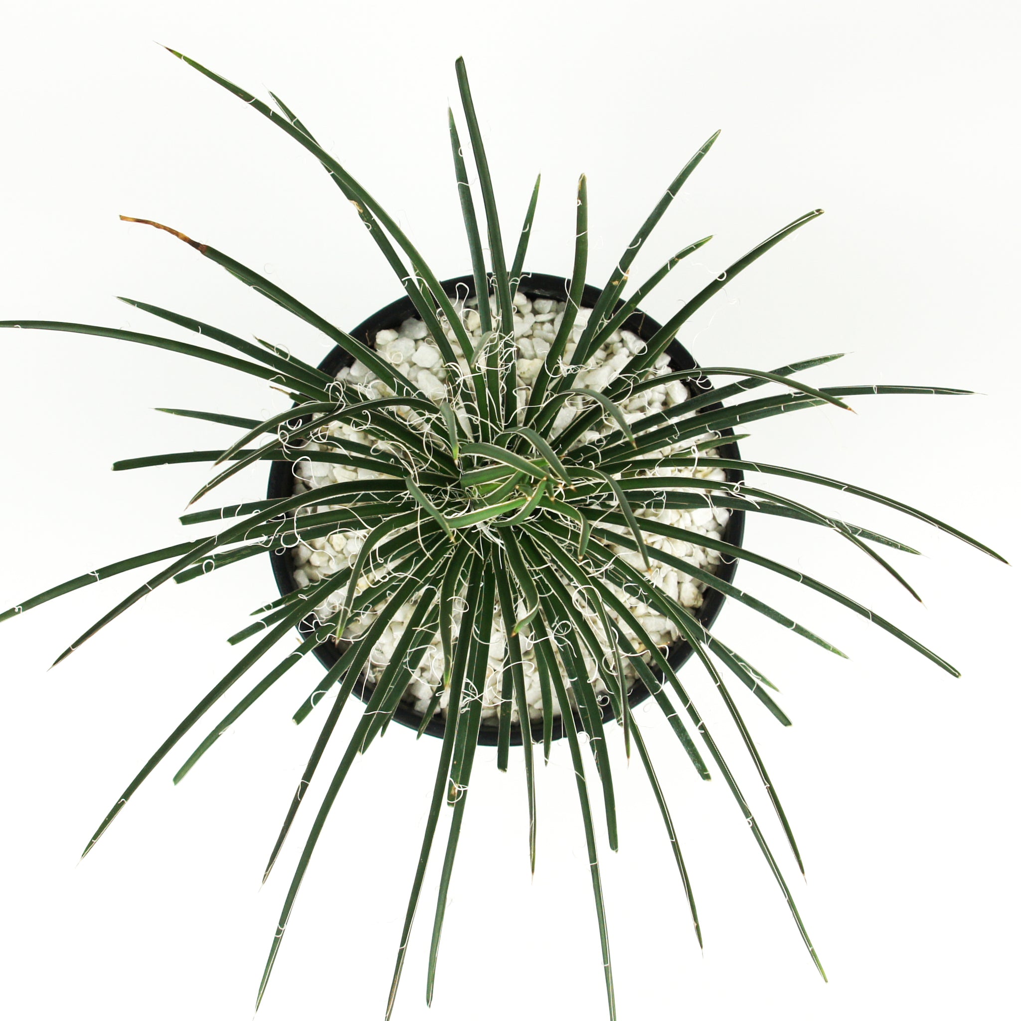 Agave geminiflora - Twin Flowered Agave – Happy Valley Plants