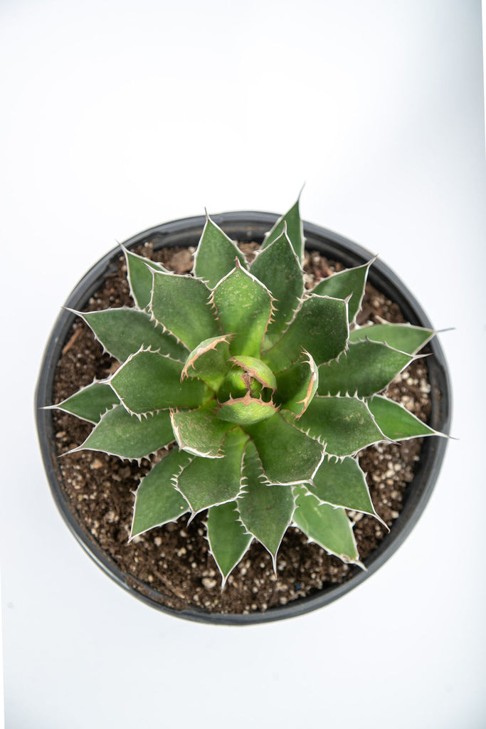 Top-down view of Agave horrida, showcasing its symmetrical rosette form with dark green, dagger-shaped leaves. The leaves feature sharp, light-gray marginal teeth and are arranged evenly, creating a striking, compact appearance. This tough, sun-loving agave thrives in full to partial sun, growing up to 2 feet tall and 2-3 feet wide.