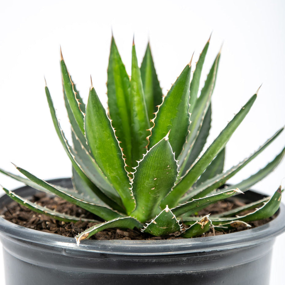 Agave lophanta 'Splendida'