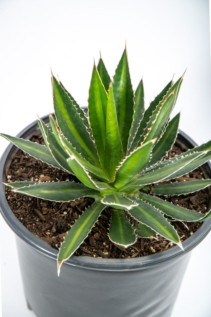 Close-up of Agave lophantha 'Splendida,' also known as Thorncrest Century Plant, showing its slow-growing dark green leaves with yellow edges and a pale green strip down the middle, accented by dark red teeth along the sides. The plant grows to 2-3 feet tall and 1-2 feet wide and is hardy in USDA zones 7b-11. The plant blooms after several years, producing greenish-yellow flowers on a stalk that can reach up to 12 feet tall.
