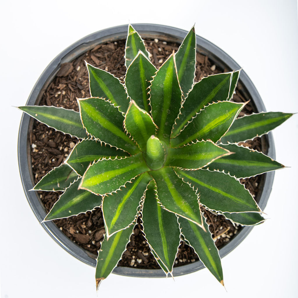 Agave lophanta 'Splendida'