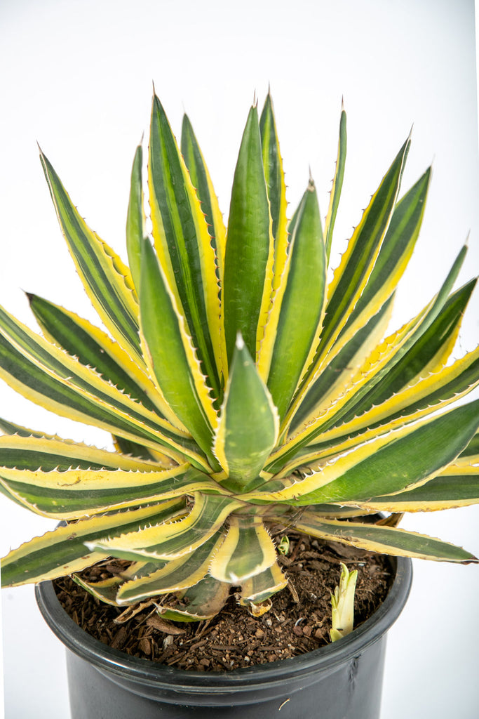 Close-up of Agave lophantha v. Quadricolor, highlighting the intricate details of its dark green leaves with yellow edges and a pale green central stripe. The leaves are adorned with dark red teeth along the margins, giving the plant a striking appearance. The rosette shape is compact, with each leaf tapering to a point. This agave thrives in full to part sun and is hardy in USDA zones 8-12, able to withstand temperatures as low as 10-15°F.






