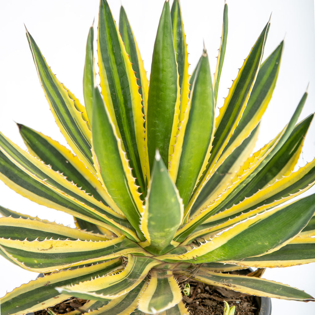 Agave lophantha v. Quadricolor – Happy Valley Plants