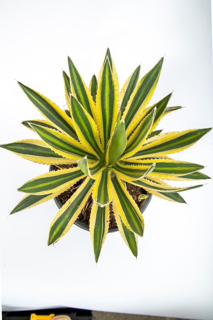 Top-down view of Agave lophantha v. Quadricolor, showcasing its rosette of dark green leaves with yellow edges and a pale green strip down the middle. The leaves are lined with dark red teeth along the margins, forming a compact shape. This plant grows to 1-2 feet high and wide, thriving in full to part sun. Hardy in USDA zones 8-12, it can tolerate temperatures as low as 10-15°F, making it a resilient addition to gardens.






