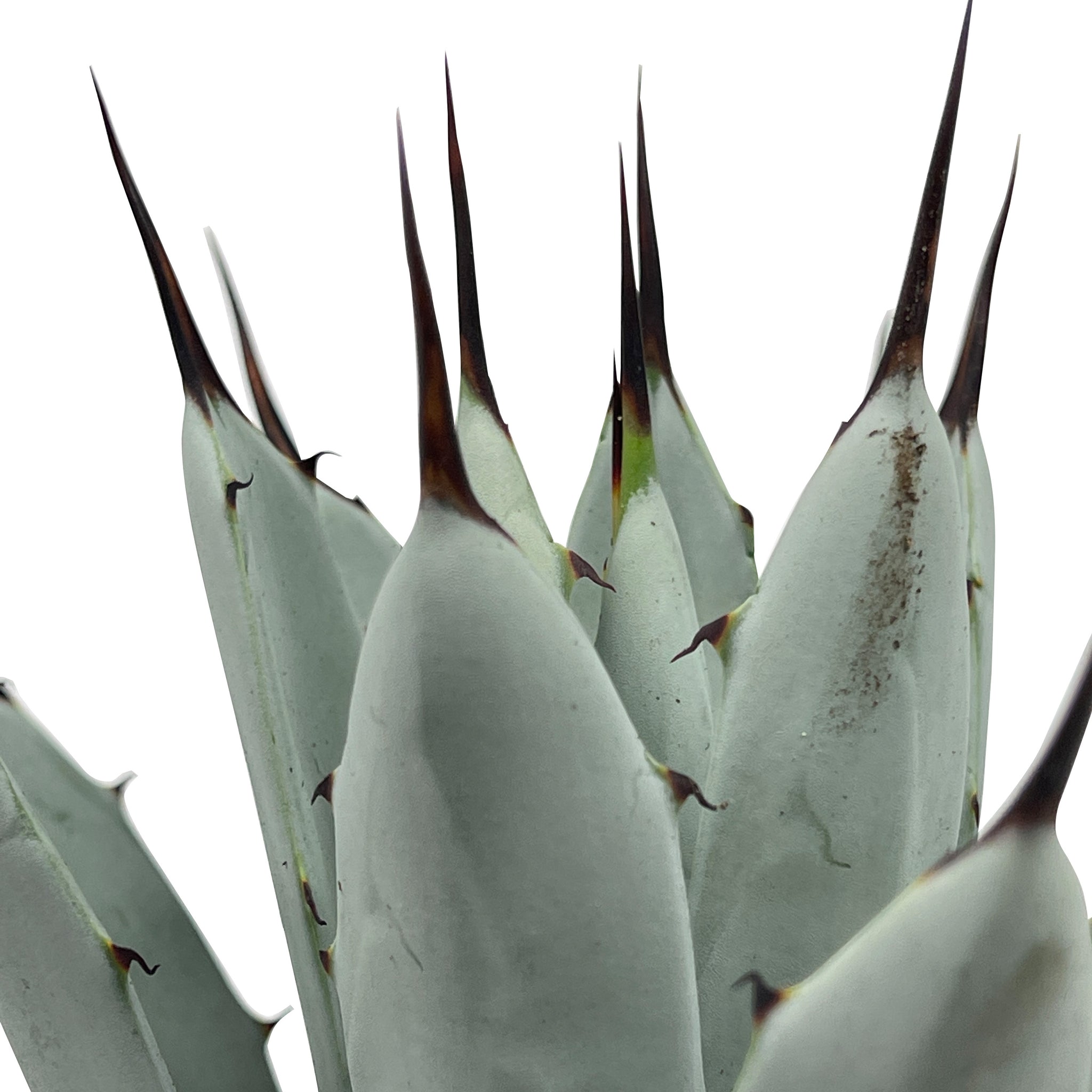 Agave macroacantha
