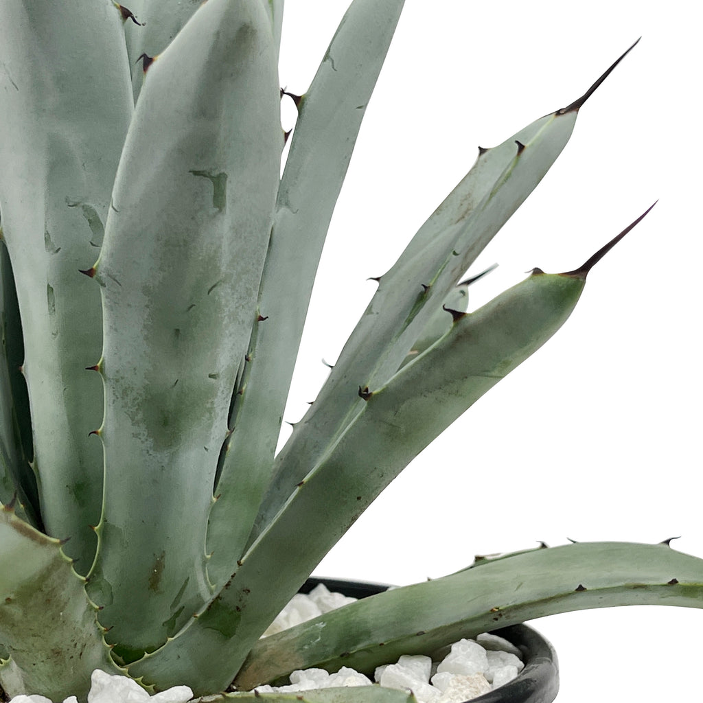 Close-up of Agave macroacantha (Black Spine Agave), highlighting its grayish-green leaves with sharp black spines at the tips. The plant grows to 1-2 feet high and 2-3 feet wide, thriving in full to part sun. Hardy in USDA zones 9-12, it features small grey and red flowers on sturdy stems up to 10 feet tall.







