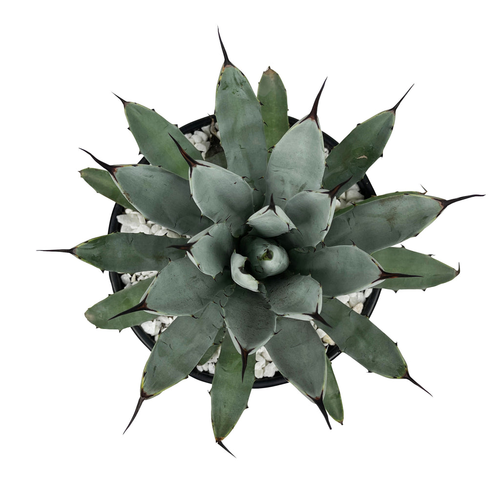 Top-down view of Agave macroacantha (Black Spine Agave), showcasing its rosette of grayish-green leaves with sharp black spines at the tips. The plant grows to 1-2 feet high and 2-3 feet wide, thriving in full to part sun. Hardy in USDA zones 9-12, it has a compact structure with flowers growing on sturdy stems up to 10 feet tall.







