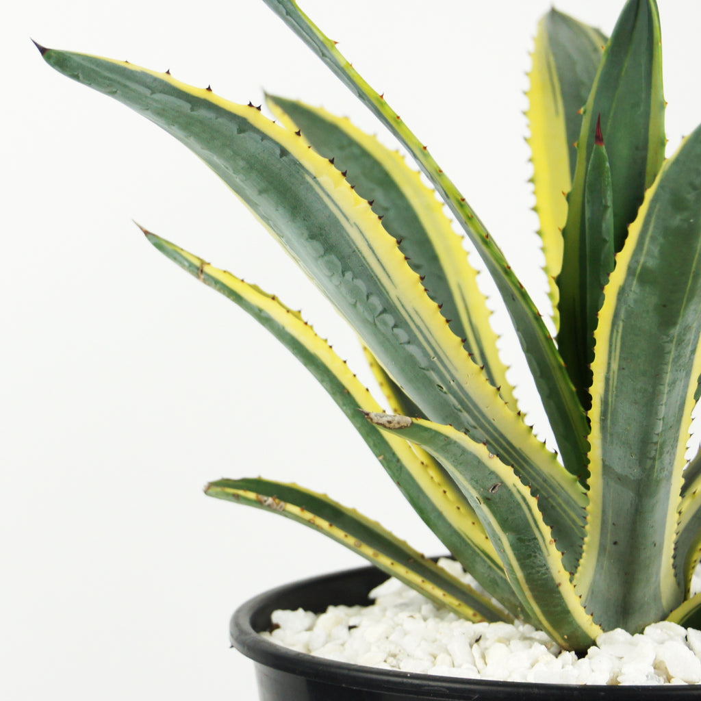 Close-up of Agave murpheyi variegated, featuring the vibrant yellow-edged leaves with red teeth along the margins and a reddish-brown terminal spine. The compact rosette displays the detailed texture of the leaves, reaching up to 18 inches long and 3 inches wide. This hardy plant thrives in full sun, growing to 2-3 feet high and 3 feet wide, ideal for USDA zones 9-11.






