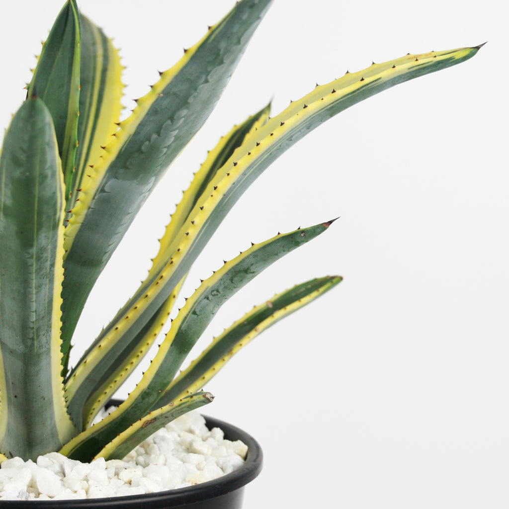 Close-up of Agave murpheyi variegated, featuring the vibrant yellow-edged leaves with red teeth along the margins and a reddish-brown terminal spine. The compact rosette displays the detailed texture of the leaves, reaching up to 18 inches long and 3 inches wide. This hardy plant thrives in full sun, growing to 2-3 feet high and 3 feet wide, ideal for USDA zones 9-11.






