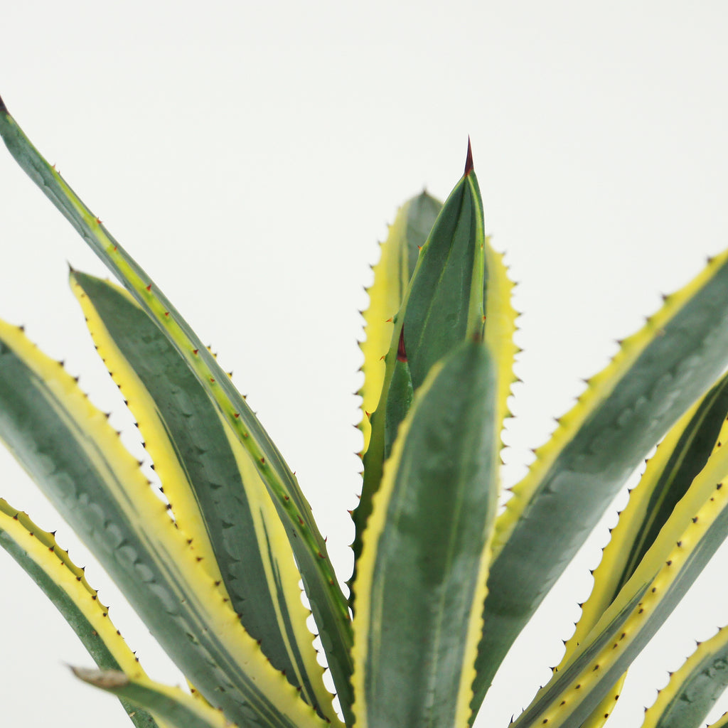 Close-up of Agave murpheyi variegated, featuring the vibrant yellow-edged leaves with red teeth along the margins and a reddish-brown terminal spine. The compact rosette displays the detailed texture of the leaves, reaching up to 18 inches long and 3 inches wide. This hardy plant thrives in full sun, growing to 2-3 feet high and 3 feet wide, ideal for USDA zones 9-11.






