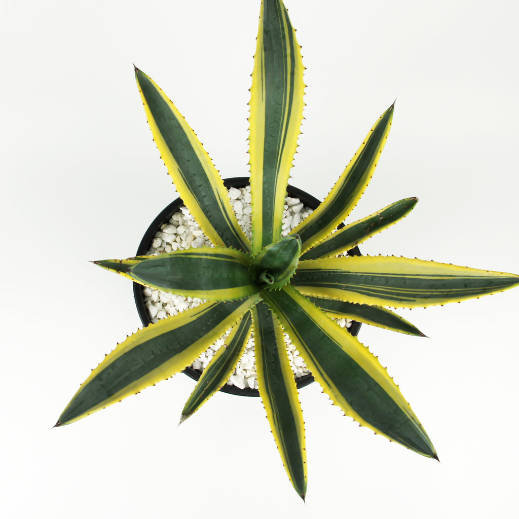 Top-down view of Agave murpheyi variegated, showcasing its rosette of narrow leaves with vibrant yellow edges and reddish-brown spines along the margins. The plant forms a symmetrical pattern, growing to 2-3 feet high and 3 feet wide. It thrives in full sun and is hardy in USDA zones 9-11, making it a versatile addition to both landscapes and containers.






