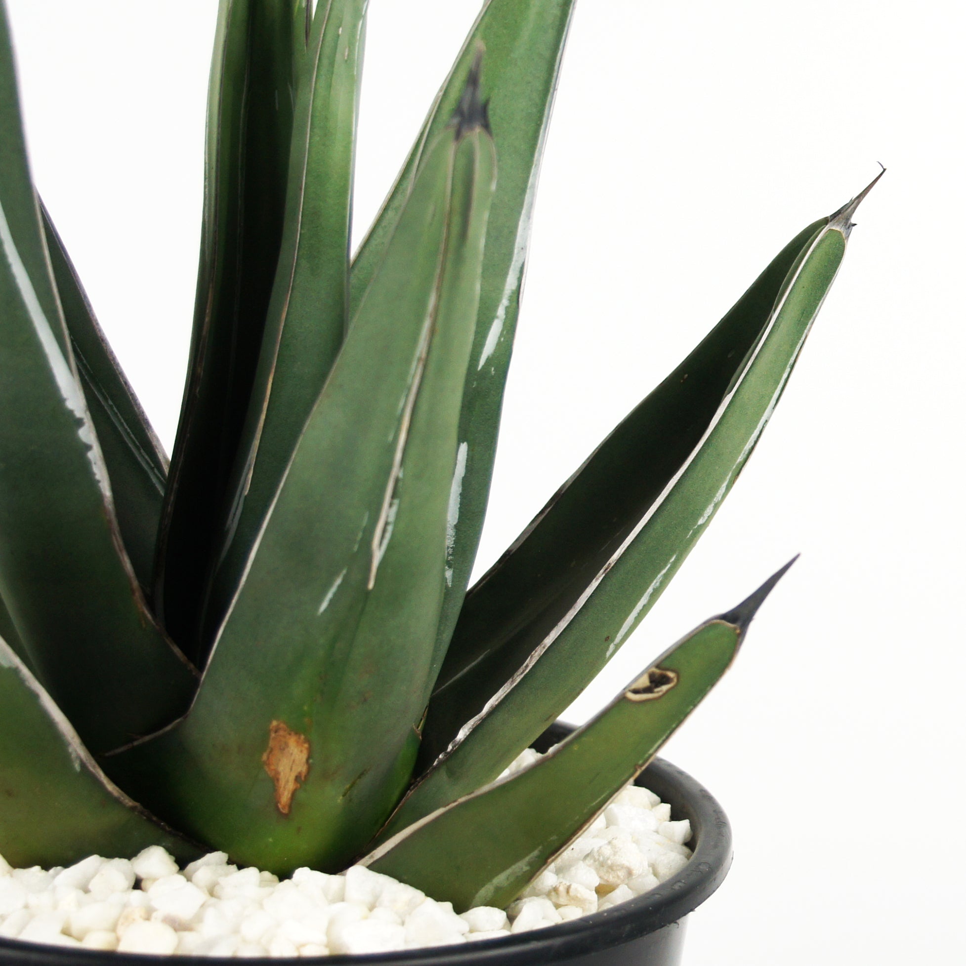 Agave nickelsiae (syn. A. ferdinandi-regis) - King Ferdinand Agave  Happy  Valley Plants