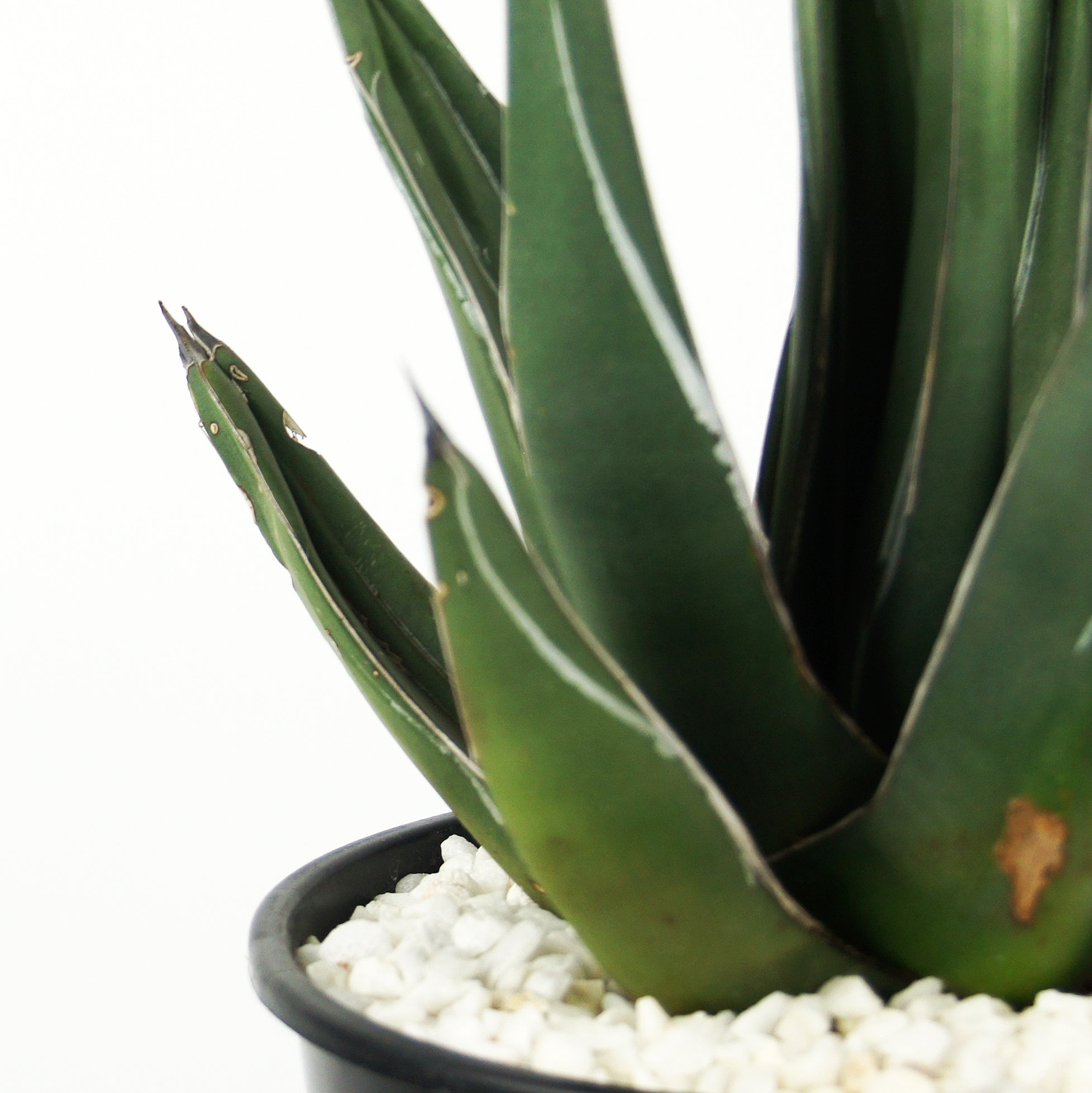 Agave nickelsiae (syn. A. ferdinandi-regis) - King Ferdinand Agave