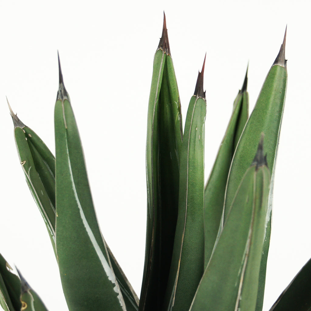 Close-up of Agave nicklesiae (King Ferdinand Agave), featuring a tight rosette with blue-green triangular-shaped leaves and a spine at the tip of each leaf. The plant grows to 1.5-2 feet high and 2-3 feet wide, thriving in full to part sun. It is hardy in USDA zones 8-12 and requires little to no irrigation, making it ideal for low-maintenance landscapes and collectors.






