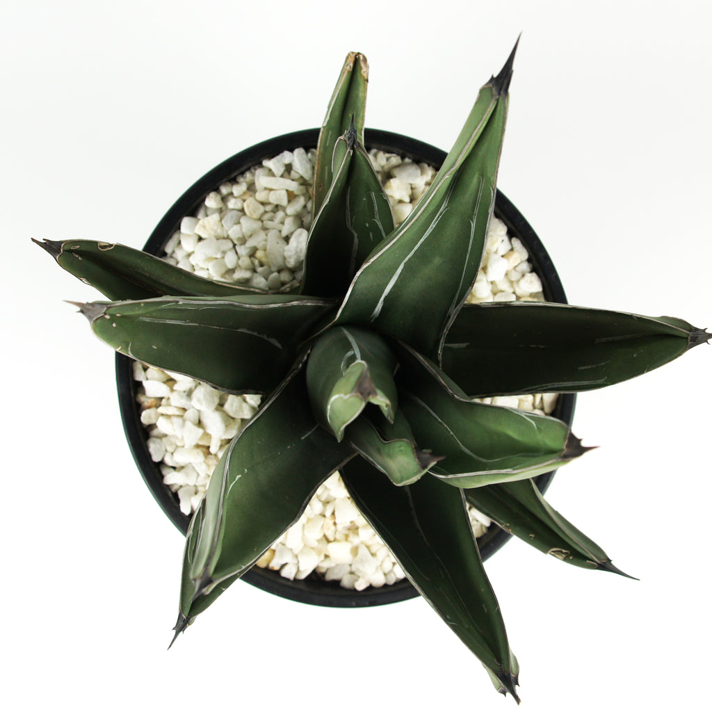 Top-down view of Agave nicklesiae (King Ferdinand Agave), showcasing its unique blue-green triangular-shaped leaves arranged in a tight rosette. The plant grows to 1.5-2 feet high and 2-3 feet wide, thriving in full to part sun. It is hardy in USDA zones 8-12 and requires minimal irrigation, making it ideal for low-maintenance landscapes and collectors.