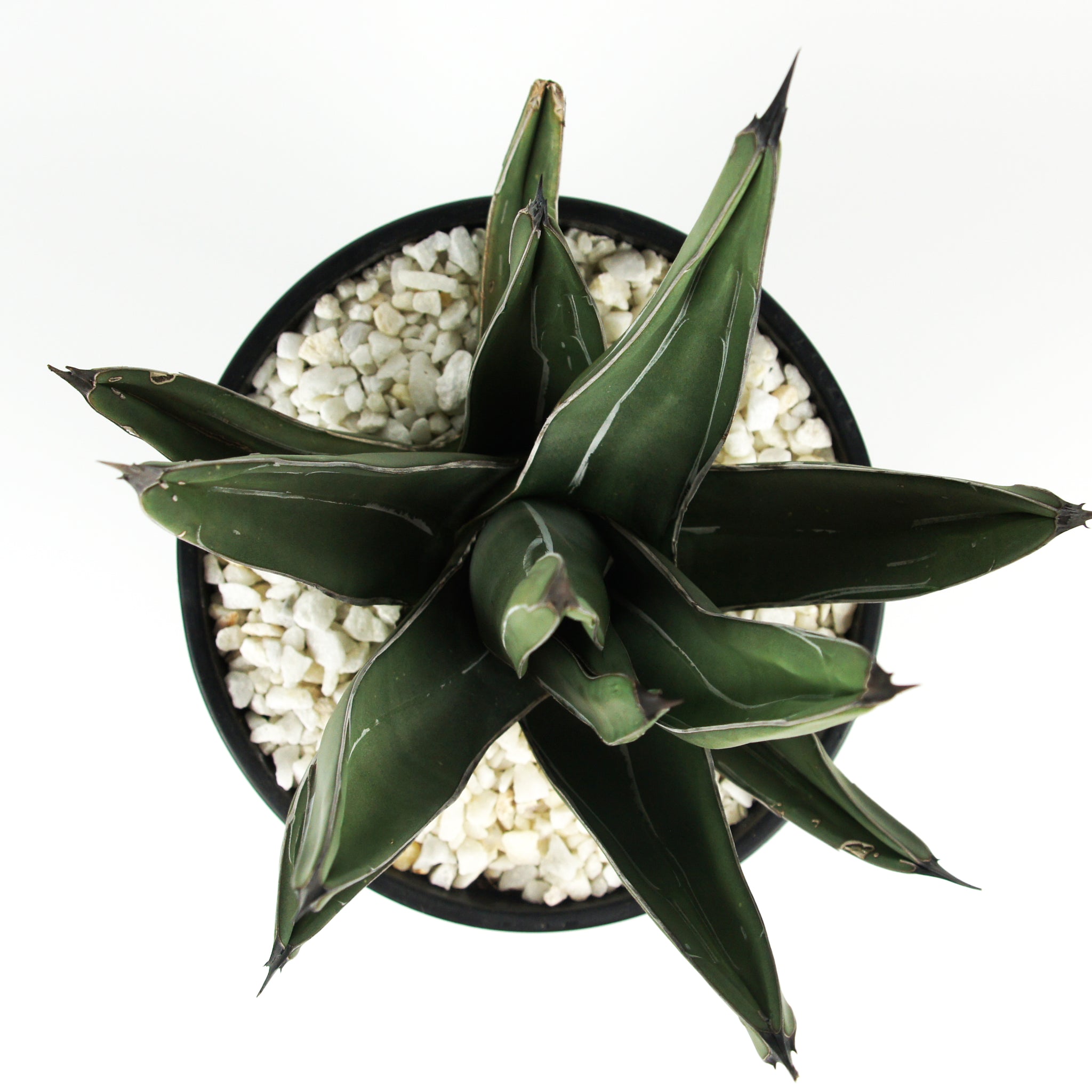 Agave nickelsiae (syn. A. ferdinandi-regis) - King Ferdinand Agave