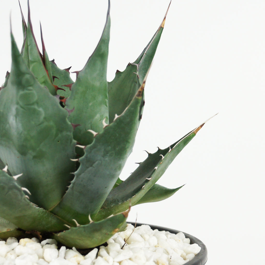 Close-up of Agave parrasana, also known as Desert Rose Agave, showcasing its tight, solitary rosette of grey-green leaves. The wide base of each leaf tapers to a grey-brown terminal spine, with intricate backward and forward-facing marginal teeth creating unique imprints on the surface.