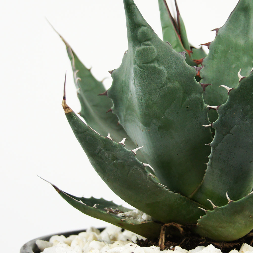 Close-up of Agave parrasana, also known as Desert Rose Agave, showcasing its tight, solitary rosette of grey-green leaves. The wide base of each leaf tapers to a grey-brown terminal spine, with intricate backward and forward-facing marginal teeth creating unique imprints on the surface.