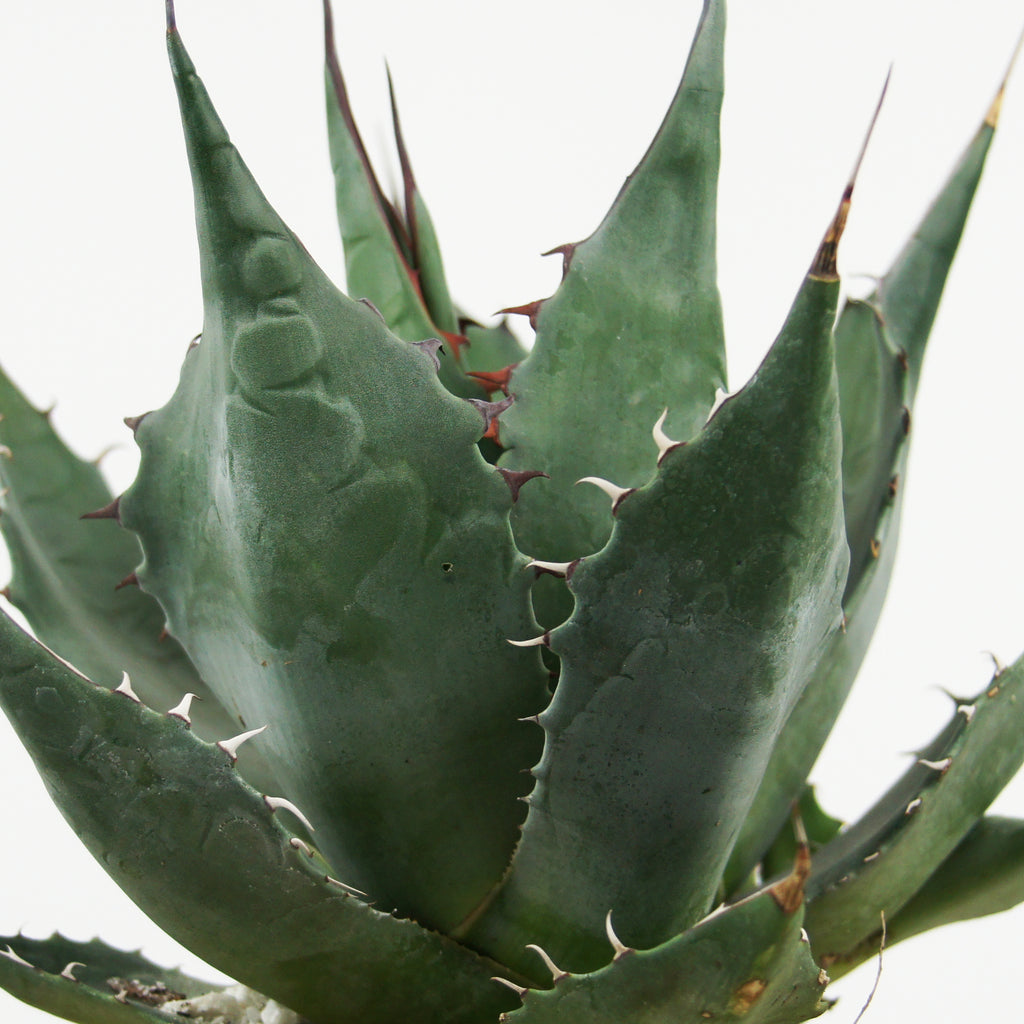 Close-up of Agave parrasana, also known as Desert Rose Agave, showcasing its tight, solitary rosette of grey-green leaves. The wide base of each leaf tapers to a grey-brown terminal spine, with intricate backward and forward-facing marginal teeth creating unique imprints on the surface.